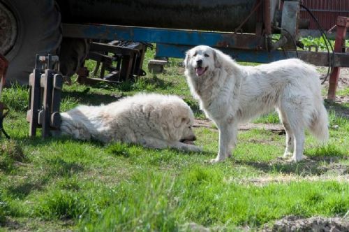 Generalforsamling 2018 - Når man også har frilandsgrise behøver man hunde til at passe på dyrene