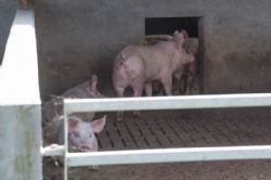 Generalforsamling 2018 - Fravænnede grise i stald med veranda