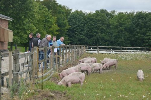 Generalforsamling 2020 - En flok grise på friland udgjorde sidste stop under besætningsbesøget