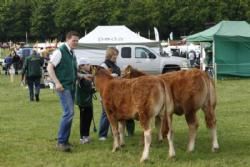 Gl. Estrup Messen 2013 - To hundyr fra Kloster Limousine.