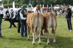 Gl. Estrup Messen 2013 - Bedste ungdyr under 15 måneder fra Allan Kragh Madsen.