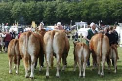 Gl. Estrup Messen 2013 - Køer med kalv: Fløj fra Kloster Limousine. 