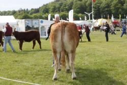 Gl. Estrup Messen 2013 - Køer unden kalv fra Anders Lange.