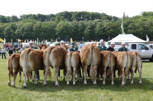 Gl. Estrup Messen 2013 - Ærespræmiedyrene i oprangeret rækkefølge med bedste dyr fra venstre.