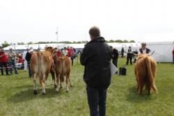 Gl. Estrup Messen 2013 - Bedste hundyr blev skotten efterfulgt af Limousinekoen.