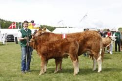 Gl. Estrup Messen 2013 - Bedste Limousine Hundyr fra Kloster Limousine v. Nina og Lars Kloster.