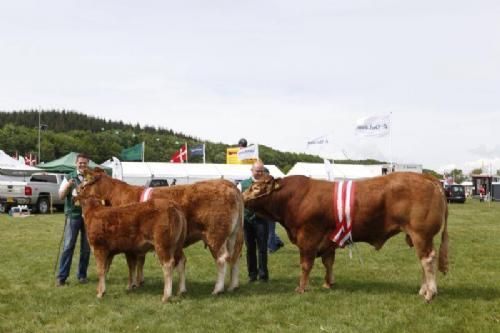 Gl. Estrup Messen 2013 - Bedste Limousine Hundyr og Bedste Limousine Handyr. Bedste afkomsgruppe kom i øvrigt også fra Freddie Christiansen.