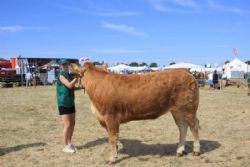 Gl. Estrup - Birkely Misabell  24P, Bedste Limousine hundyr, nr 2 I Interbreed