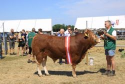 Gl. Estrup - Birkely Nestor  23P, Bedste Limousine tyr, Interbreed vinder GL Estrup 2018