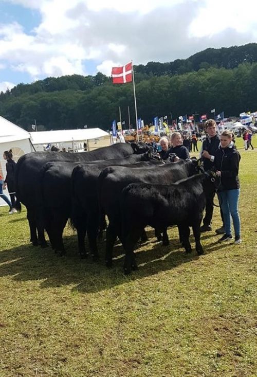 Gl. Estrup - Angus vandt det meste til interbreed. Bedste køddyr Bedste Handyr (interbreed) Bedste Besætninggruppe