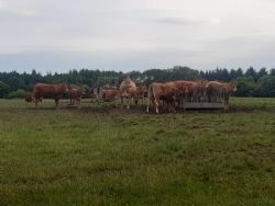 Grillaften område Syd og Midt - billede 5