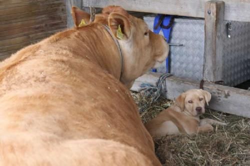 Hjørring Dyrskue - En hund efter Limousiner - er vi vist alle - ligesom Djenna fra familien Kusk Langballe. Her ligger hvalpen næsten i arm med koen Alabama