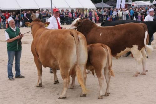 Hobro Dyrskue - Bedste Hundyr og Bedste Handyr på skuet. Anika med hendes tyrekalv ved siden fra Lars Juellund blev interbreedvinder.