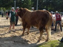 Hobro Dyrskue - I alt var der fem Limousinetyre.