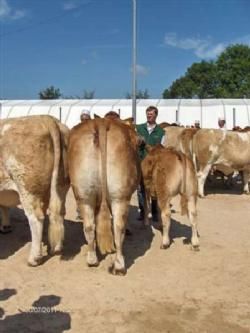 Hobro Dyrskue - Lars Juellunds ko Gandrup Anika blev anden bedste hundyr efter en Simmental ko.