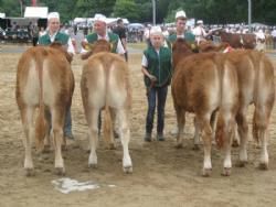 Hobro Dyrskue 2013 - Yngste kvier til bedømmelse. 