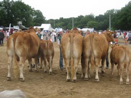 Hobro Dyrskue 2013 - Køer over 5 år: Fløj, 24 point og ærespræmie til koen Kjeldgaard Delores fra Kjeldgaard Limousine v. Kirsten Levinsen.