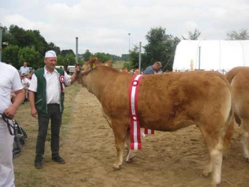 Hobro Dyrskue 2013 - Bedste Kødkvæg på Hobro Dyrskue 2013, Gandrup Gry fra Gandrup Limousine v. Lars Juellund.