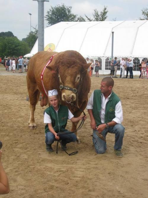 Hobro Dyrskue 2013 - Bedste Handyr på Hobro Dyrskue 2013, Vario B fra Kærsgård Limousine v. Jesper Boll-Kragelund.