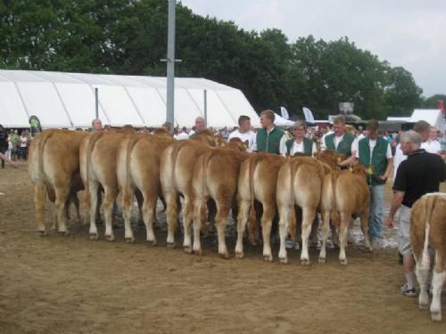 Hobro Dyrskue 2013 - Bedste Besætningsgruppe blev denne gruppe fra Gandrup Limousine v. Lars Juellund. 