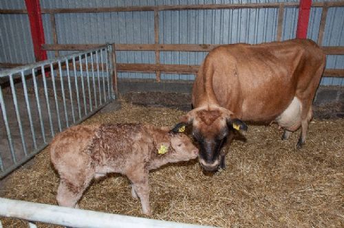 Hodde Limousine - En næsten nyfødt kalv har på grund af særlige omstændigheder fået en jerseyko som plejemor 