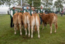 Holdbilleder - Kvier 8-10 mdr. Fløjvinder Egs Tricia fra Eg’s Limousine, Karby