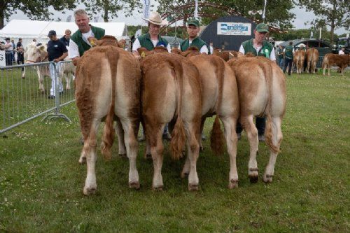 Holdbilleder - Kvier 10-12 mdr. Fløjvinder Gulleruplunds Toffee fra Gulleruplund Limousine, Nykøbing M