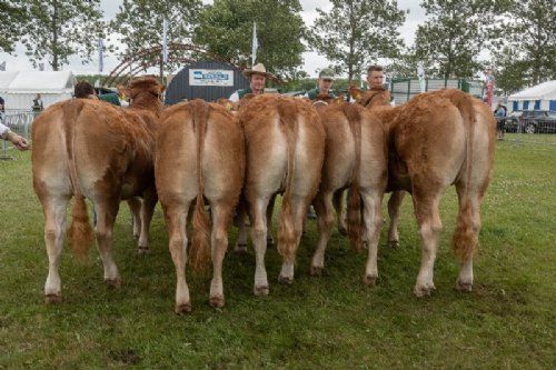 Holdbilleder - Kvier 16-18 mdr. Hold i katalognummerorden Fløjvinder Skovlund Tea P (i midten) fra Skovlund Limousine, Toftlund