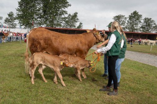 Holdbilleder - Køer under 3 år m. kalv. Kun én ko i holdet, Lindegården Savannah fra Per Lynge Laursen, Arden