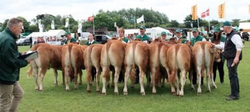 Horsens dyreskue - Kvier født 01.04.13 – 30.06.13. Holdet blev vundet af Bøgely limousine med kvien IDEAL