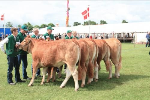 Horsens dyreskue - Kvier født 01.07.12 – 31.12.12. holdet blev vundet af Solvejg Wagner Holst med kvien DOVERODDE HENRICIA