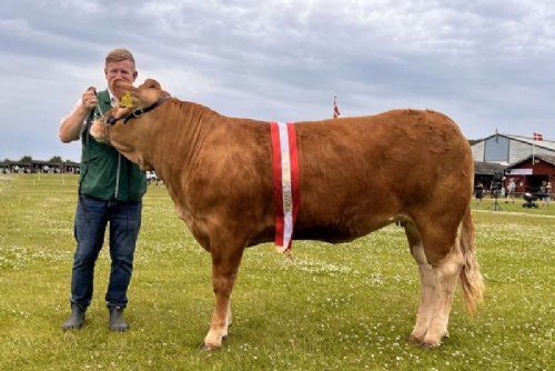 Horsens dyrskue - Bedste Limousine kvie og vinder af Interbreed kvier, samt over all vinder kødkvæg fra Grunnet Limousine