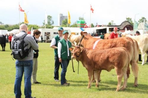 Horsens Dyrskue - Engkjær Elite, fra Søren Gunnet; bedste limousine hundyr, som også vandt interbreed.