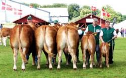 Horsens Dyrskue 2013 - Engkjær Limousine blev bedste besætningsgruppe og nr. 2 i interbreed