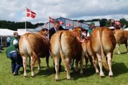 Horsens Dyrskue 2013 - Limousine Champion dyr Kvie , ko og tyr 4 gode bagdele.