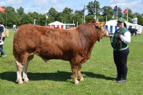 Horsens dyrskue - Bøgely Limousine v/Tommy Jessing. Bøgely Mister - Bedste Limousine Handyr, Reserve champion Limousine og 24p.    Ærespræmie