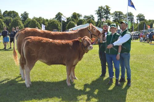 Horsens dyrskue - Bøgely Limousine v/Tommy Jessing. Bøgely Ideal m. Bøgely Mathilde P - Bedste ko m. Kalv, Bedste Limousine & bedste Hundyr, limousine Champion, 24p og Interbreed vinder for hundyr.   Ærespræmie