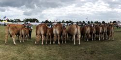 Østjyske dyrskue i Horsens  - Ærespræmie dyr er op rangeret. Der var ærespræmie til 7 dyr