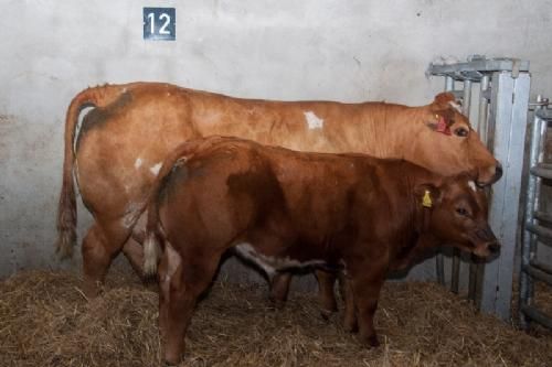 ILC verdenskongres i Irland 20.-28. august 2016  - En af flere køer med kalv, som var taget på stald i anledning af ILC-deltagernes besøg
