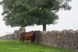 ILC verdenskongres i Irland 20.-28. august 2016  - En af McGee farmens avlstyre – bemærk det flotte stendige