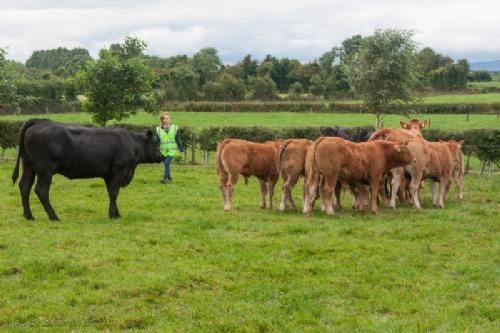 ILC verdenskongres i Irland 20.-28. august 2016  - En flok ET-kalve med deres rugemødre. Der er en hjælper i hver af de 26 folde. Hjælperen svarer på spørgsmål og sørger for at dyrene er tæt på vejen.