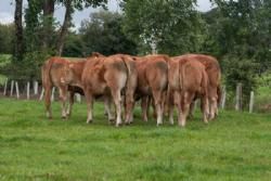 ILC verdenskongres i Irland 20.-28. august 2016  - Ardlea Elite Limousin Farm har hentet meget avlsmateriale i Frankrig