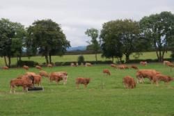 ILC verdenskongres i Irland 20.-28. august 2016  - Flot syn af køer med kalve