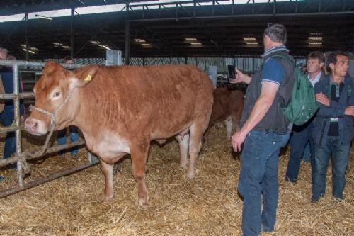 ILC verdenskongres i Irland 20.-28. august 2016  - Firmaet Ingenera demonstrerer 3D bodyscanning af en ko – erstatter i fremtiden måske kåring af dyr