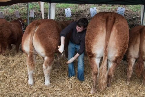 ILC verdenskongres i Irland 20.-28. august 2016  - Dag fem startede på et lokalt dyrskue i Virginia i Cavan, hvor der var kalve finale for North Eastern Limousin Club – (også enkelte klasser med ældre dyr) Kalvene var født 1. august 2015 eller senere. Her den sidste klargøring af dyrene inden bedømmelsen.