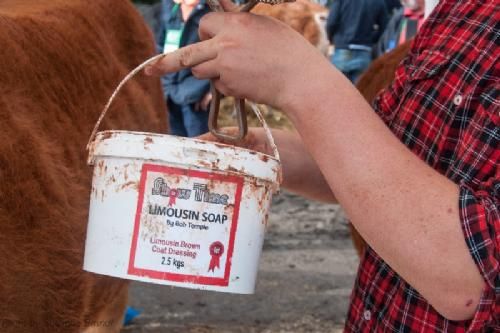 ILC verdenskongres i Irland 20.-28. august 2016  - De irske limousiner er ekstra brune i pelsen for de styles med okkerfarvet ’limousin soap’