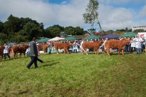 ILC verdenskongres i Irland 20.-28. august 2016  - Et hold limousinekvier (ikke kalvekonkurrencen) bedømmes i strålende solskin