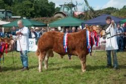 ILC verdenskongres i Irland 20.-28. august 2016  - Denne ekstremt kødfulde tyrekalv blev ’Male Champion Calf’