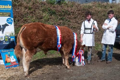 ILC verdenskongres i Irland 20.-28. august 2016  - Vindertyren får en velfortjent spand vand – ikke øl!! Hvis den uge mand har det rette nummerskilt på, så er kalven 7½ måned gammel, men der blev dog sagt 10 måneder.