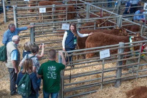 ILC verdenskongres i Irland 20.-28. august 2016  - Gruppen af danske var meget begejstrede for denne unge tyrekalv fra Ed Tyson (Ardlea Elite Limousin Farm)